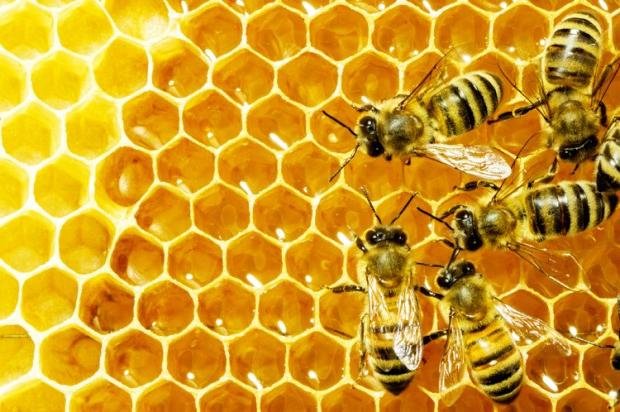 Пчеловоды соберутся на конференцию в Устьянском районе